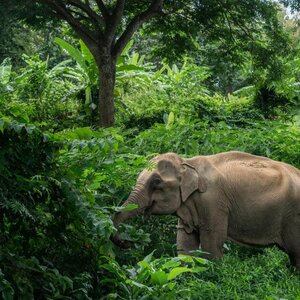 Stichting World Animal Protection afdeling Nederland image 2