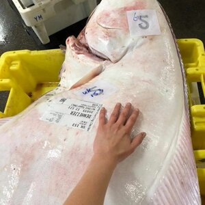 Vis van Kaatje image 2