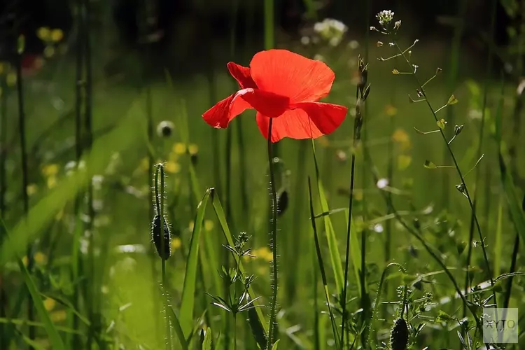 Groene inhaalslag Noordwijkerhout en De Zilk