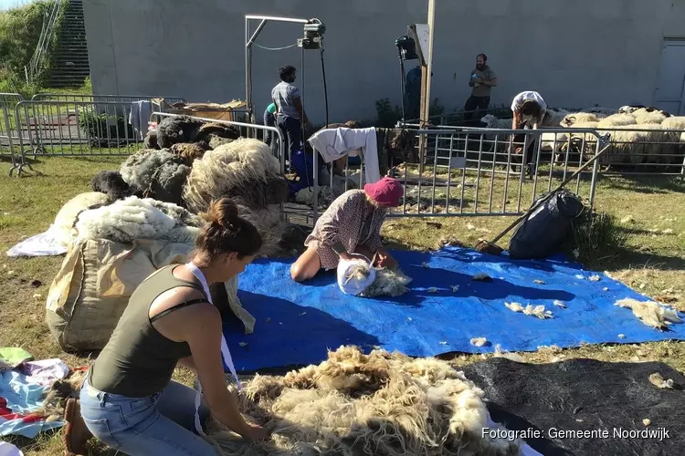 Vrolijke schapen eten afval tevoorschijn