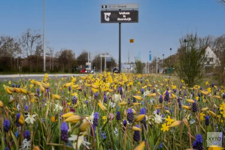 Noordwijk: een bloemrijke gemeente