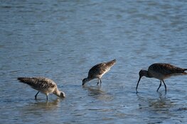 Meer ruimte voor weidevogels in Zuid-Holland