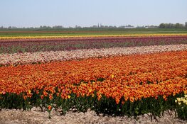 Koninklijk Paar bezoekt Duin- en Bollenstreek