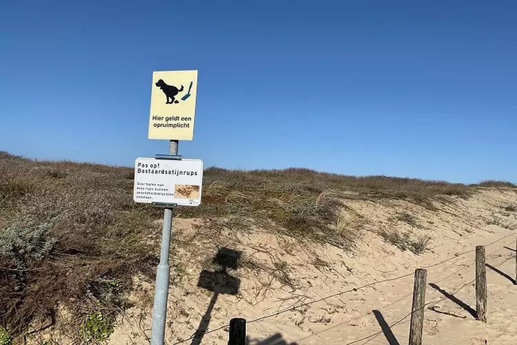Waarschuwing voor bastaardsatijnrupsen
