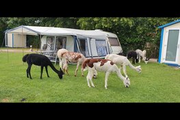 Kom jij kamperen bij de alpaca's in Zeeland?