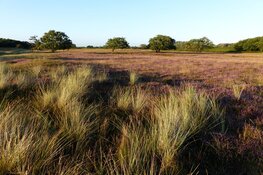 Heide-excursie in de oude duinen van De Zilk