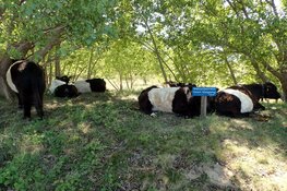 Wassenaar – Een prachtige route door de natuur. RS`80 organiseert wandeltocht op 18 november