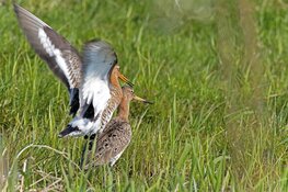Onderzoek naar de weidevogelstand; predatie en vegetatie doen ertoe