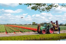 Slimme sierteelt bloeit op in de Duin- en Bollenstreek