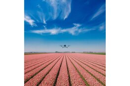 Slimme sierteelt bloeit op in de Duin- en Bollenstreek