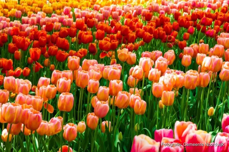 Bloemencorso in Noordwijkerhout en Noordwijk