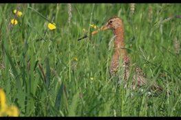 Subsidie ‘Verbeteren Leefgebied Boerenlandvogels’ opnieuw opengesteld in juni 2025