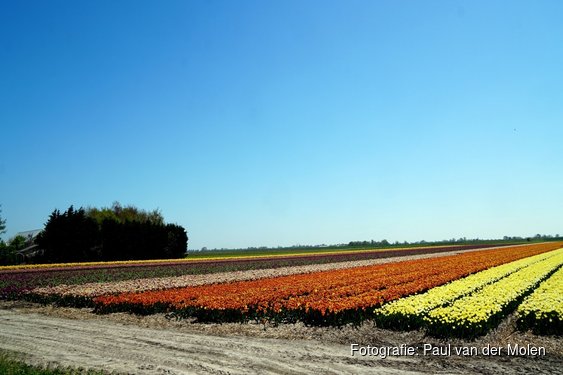 Help mee de bollenvelden te beschermen