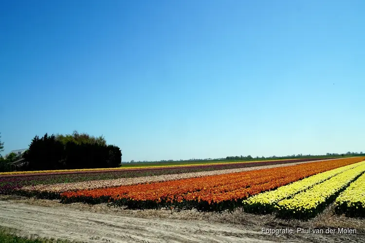 Help mee de bollenvelden te beschermen